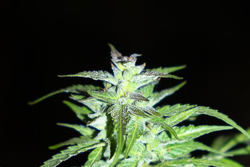 green cannabis bud in night closeup, beautiful marijuana flower