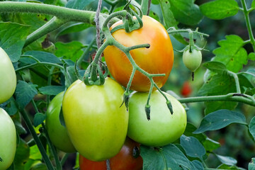 A bunch of tomatoes with green background. india.