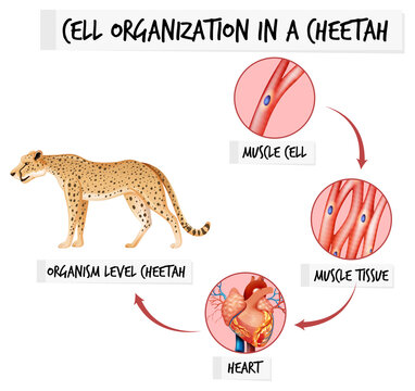 Diagram showing cell organization in a cheetah