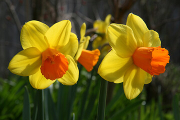 Bright Yellow Daffodils Jetfire variety