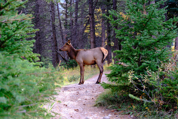 Young elk in nature, Banff national park, Alberta, Canada