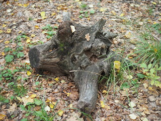 Obraz premium dead tree on green grass in autumn forest