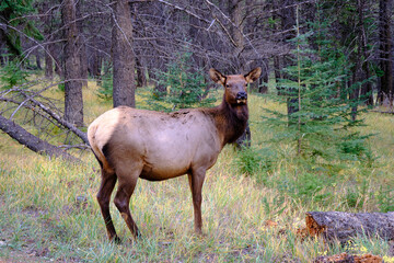 Naklejka na ściany i meble Amazing nature and amazing elk, Banff national park, Alberta, Canada