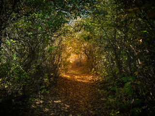 Obraz premium Autumn forest landscape - a path with fallen leaves illuminated by the rays of the sun in a dense forest in early autumn