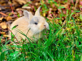 Fototapeta premium Bunny