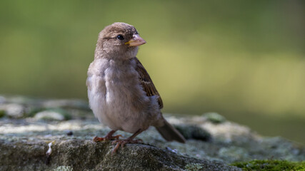 Spatz sitzt auf einem Stein