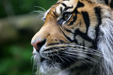 portrait of a tiger