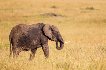 Obraz premium Elephant grazing on the open savannah of the Masai Mara, Kenya