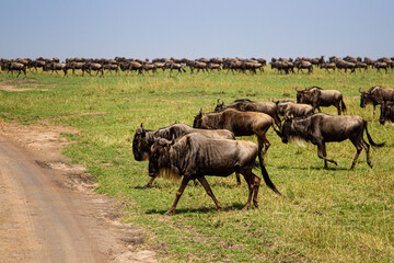 Blue Wildebeest crossing the Mara during the annual migration in Kenya