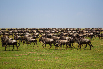Blue Wildebeest crossing the Mara during the annual migration in Kenya