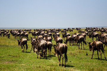 Blue Wildebeest crossing the Mara during the annual migration in Kenya