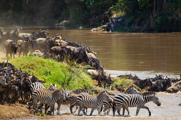 Fototapeta na wymiar Blue Wildebeest crossing the Mara River during the annual migration in Kenya