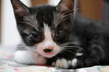 Kitten eye infection watery eye tuxedo kitten