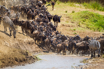 Fototapeta na wymiar Blue Wildebeest crossing the Mara River during the annual migration in Kenya