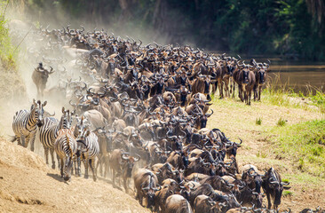 Blue Wildebeest crossing the Mara River during the annual migration in Kenya