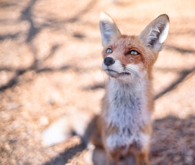 Red fox face close up. Blurred autumn nature at the background.