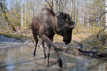 Wild elk in the forest