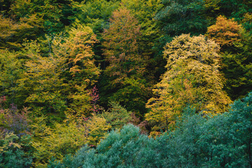 Autumn colors in the forest