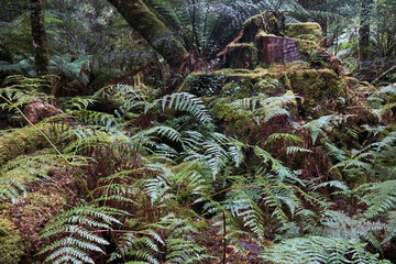 Scenes of the Tarkine Forest, near Corinna, northwest Tasmania, Australia