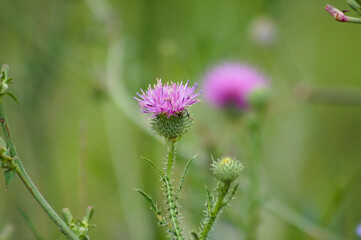 Spiny plumeless thistle flower closeup view with blurred green plants in background