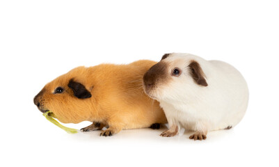 Fototapeta premium Two likable pet guinea pigs isolated on a white background