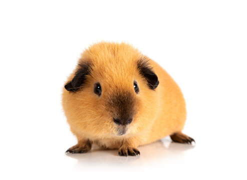 Cool red guinea pig over white