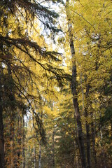 Fall Colors Above, Whitemud Park, Edmonton, Alberta