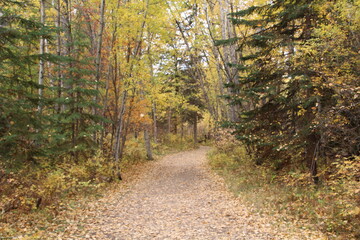 Walking Autumns Trail, Whitemud Park, Edmonton, Alberta