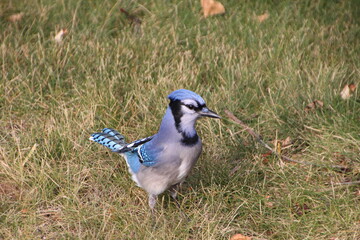 Majestic Blue Jay, Edmonton, Alberta
