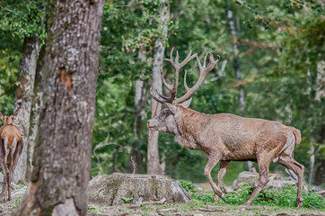 deer in the forest