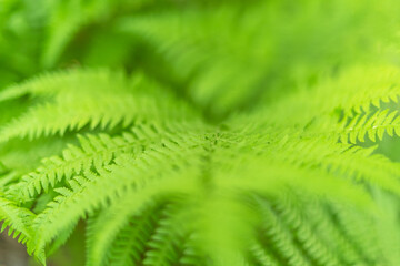 beautiful spring fern