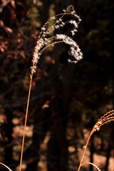 Brilliant Reflection of Silver Grass under Sunlight in Winter Season
