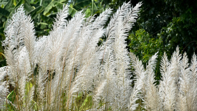 Kans Grass or Kash Phool or Saccharum Spontaneum Swaying By The Wind In The Nature During Autumn.