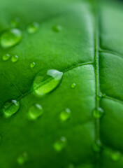 raindrops on fresh green leaves on a black background. Macro shot of water droplets on leaves