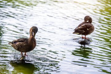 Two wild ducks are standing in the middle of the water