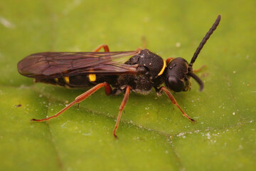 Closeup on the large spurred digger wasp, Nysson spinosus