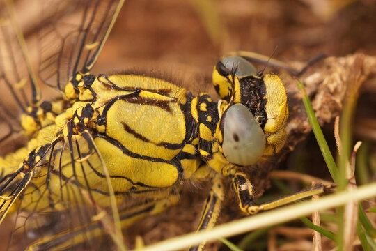 Closeup of the western clubtail dragonfly, Gomphus pulchellus