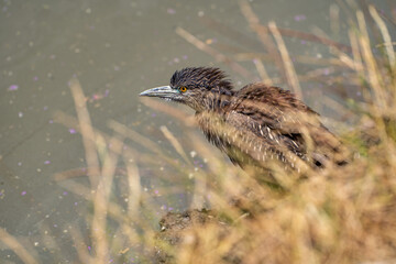 Black-crowned night heron (Nycticorax nycticorax) with ruffled feathers stands on the shore of the lake.
