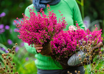A woman holding a basket of Erica Heather seedlings.