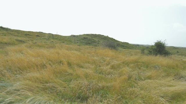 A steady shot of marram gras in the hard wind. Shot on the Island Texel in the Netherlands during the summer. The grass is waving in the wind.