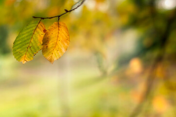 Gałąź grabu z żółto, złoto, zielonymi jesiennymi liśćmi na tle słonecznego parku.
