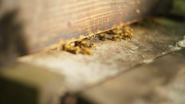 Slow motion shot of bees flying in and out of their bee hive.