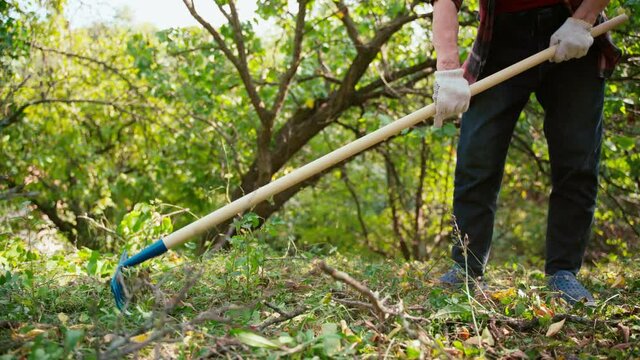 A close-up shoot of a mature adult woman working in the garden removing dry leaves from the lawn with a rake
