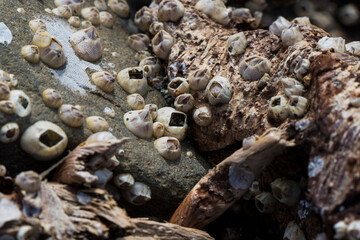 Large group of small clam on the wood, on the beach