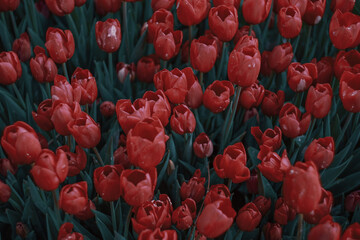 Closeup of red tulips with waterdrops