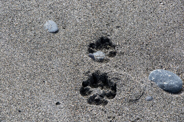 dog fingerprint on the sand