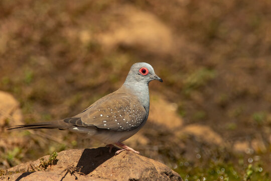 Diamond Dove at outback waterhole