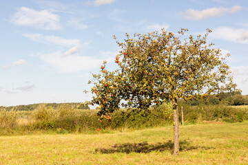 Apple tree with red apples on a meadow in autumn