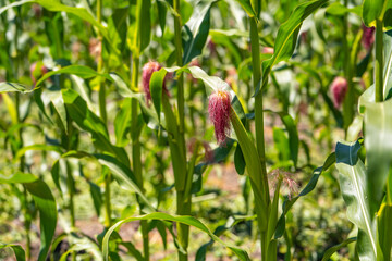Corn field with ripe ears.