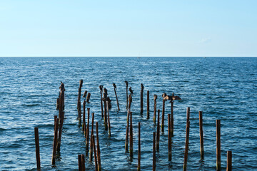  A flock of cormorants in the sea on wooden poles from the destroyed pier. Fishing boats in the distance. Copy space. Selective focus.